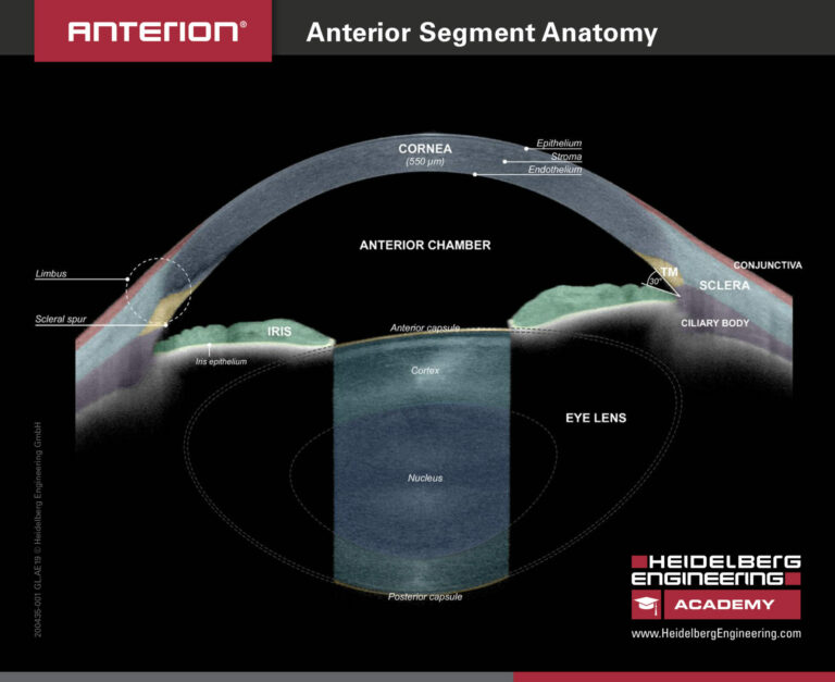 Anatomie du segment antérieur de l'oeil avec l'anterion Affiner le diagnostic et le suivi