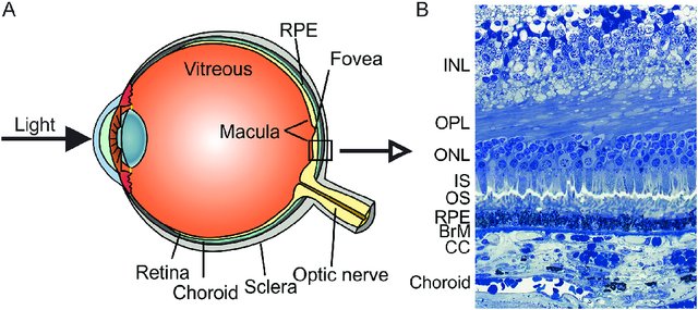 Crosssection Of The Eye Highlighting The Retina, Choroid, And Optic Nerve